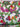 Charlie Brown Tropicana Pure Cotton Holiday Midi Dress Size 8 by SwapUp-Online Second Hand Store-Online Thrift Store